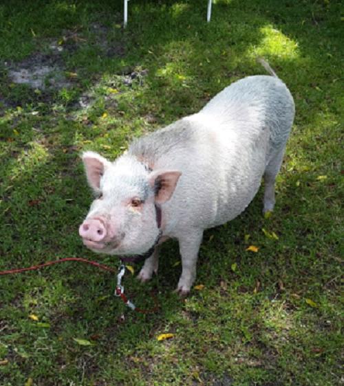 Domestic Pig