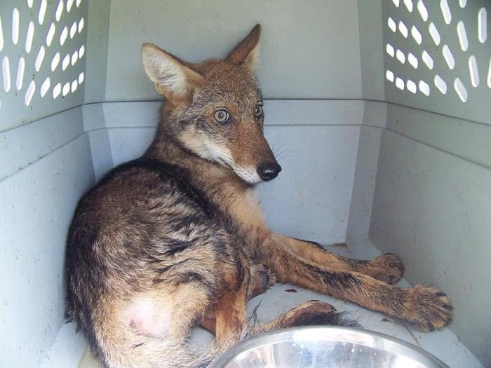 Injured Coyote